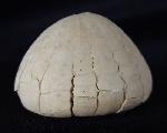Echinocorys sulcata (GOLDFUSS 1826) - Bild &copy; FossNet FossilienStore
